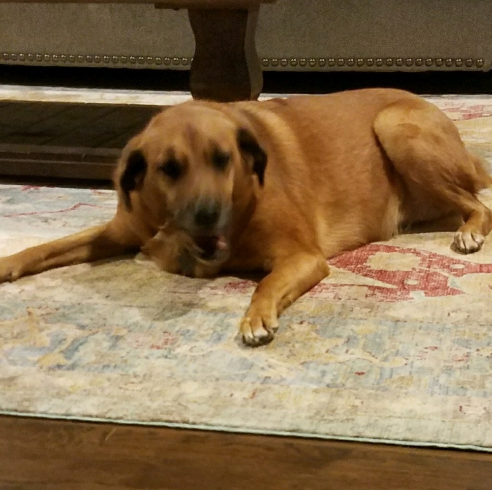 Meet your Posher, Shelby Girl